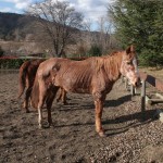 Sassy At Rescue