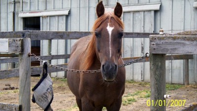 Bader Featured