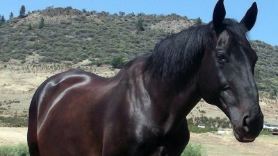 Zulu Featured