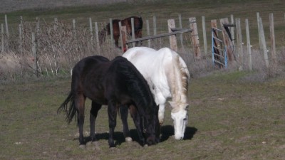 Thor and Majic