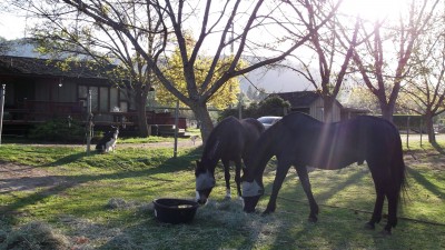 Eddie&Wishes Grazing
