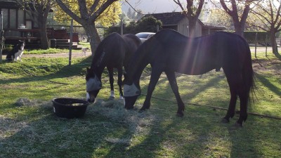 Eddie&Wishes Grazing2